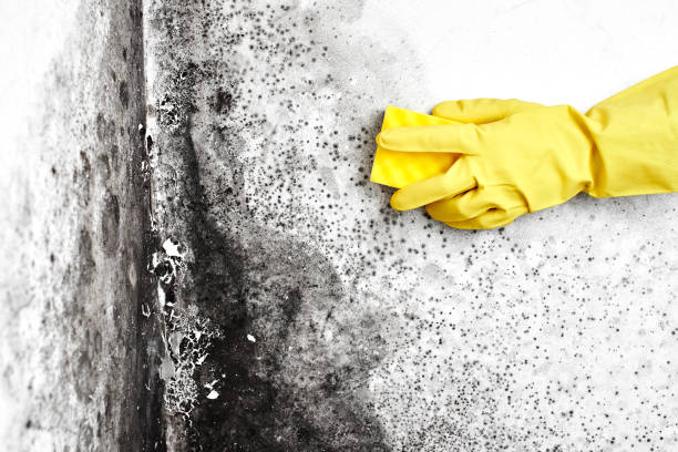 Best Mold Removal and Inspection  in Ephraim, UT