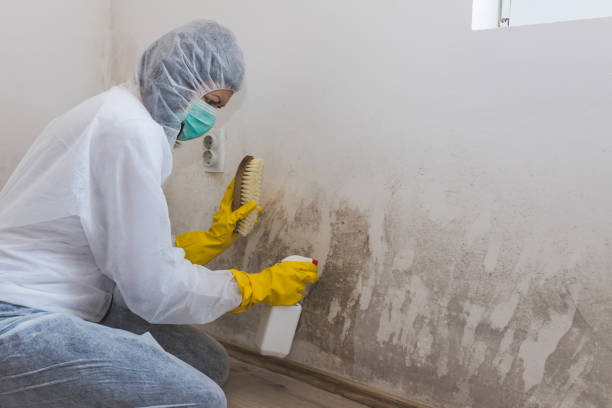 Best Local Mold Removal Service  in Ephraim, UT