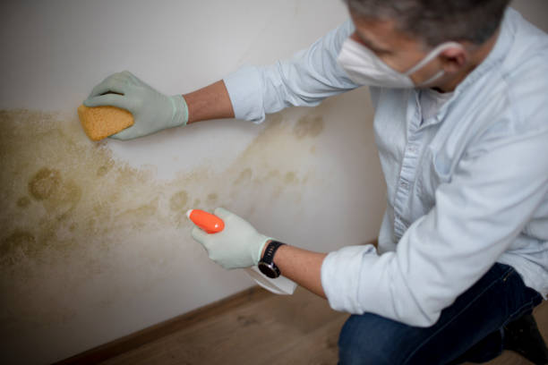 Best Mold Removal Specialists  in Ephraim, UT