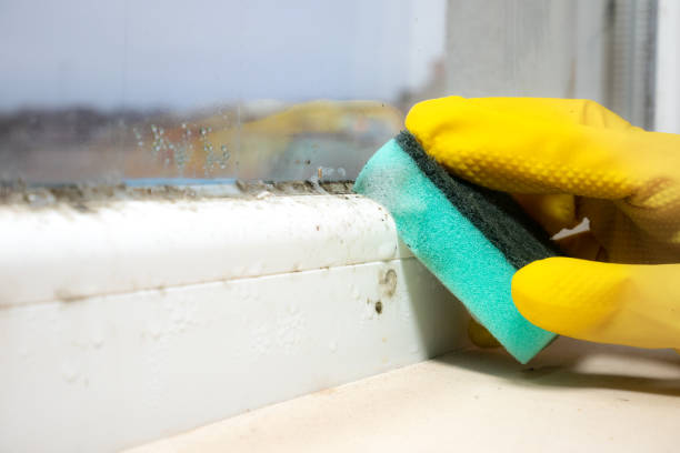 Best Certified Mold Removal  in Ephraim, UT