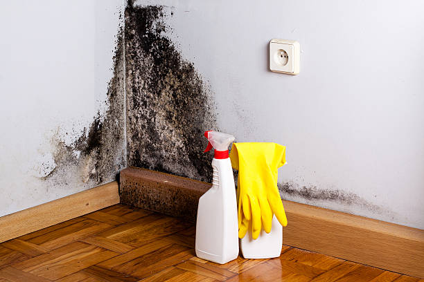 Best Residential Mold Removal  in Ephraim, UT