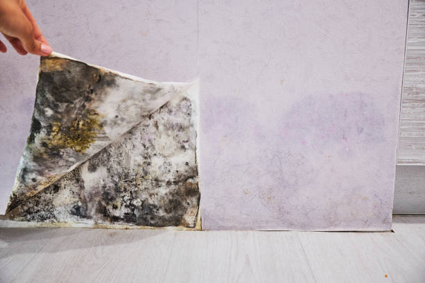 Trusted Ephraim, UT Mold Removal Experts